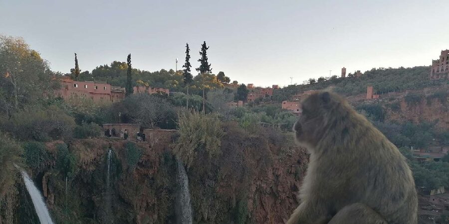 Marrakech to Ouzoud waterfalls day tour - Guide & boat ride - Meeting the Barbary apes near Ouzoud