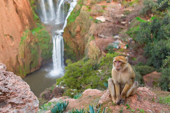 Marrakech to Ouzoud Waterfalls Day Trip with Local Guide & Boat - Arriving at the 110-metre Ouzoud Falls