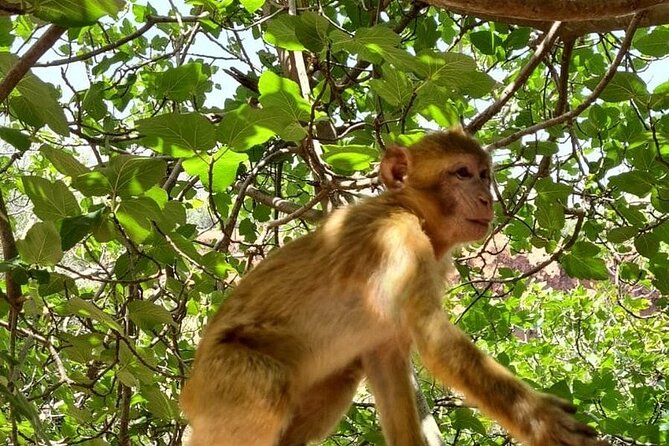 Marrakech to Ouzoud Waterfalls Day Trip with Local Guide & Boat - Barbary apes, birds, and the human side of the falls