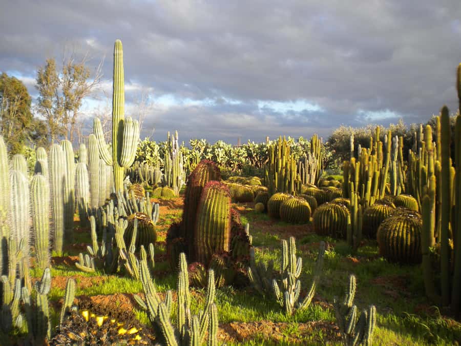 Marrakesh: Cactus Thiemann Entry Ticket - Key Points Before You Go