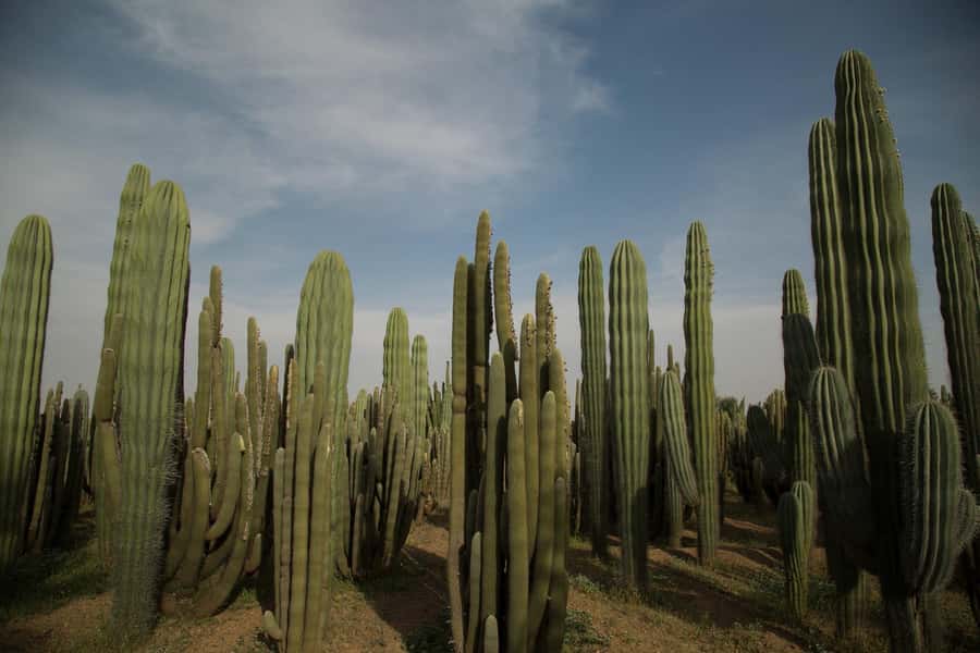 Marrakesh: Cactus Thiemann Entry Ticket - Why Cactus Thiemann Feels Different from Marrakesh’s Other Gardens