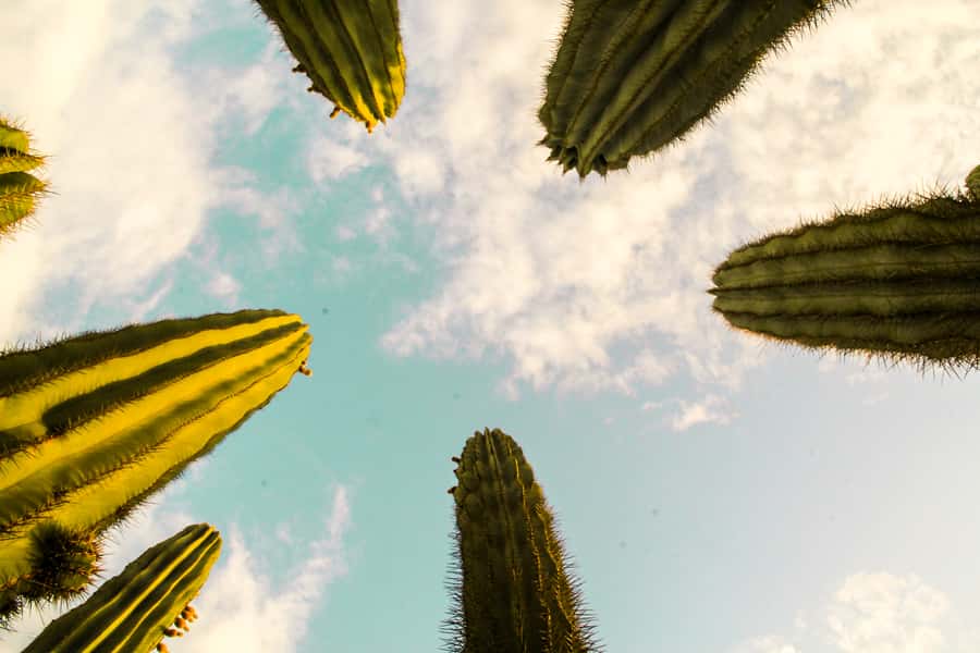 Marrakesh: Cactus Thiemann Entry Ticket - The 9-Meter Cactus Forest