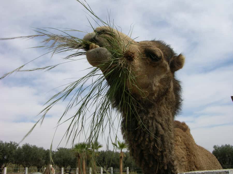 Marrakesh: Cactus Thiemann Entry Ticket - The Shooting Area and Instagram Appeal