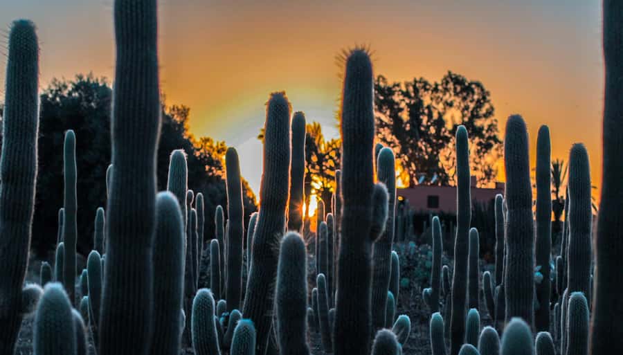 Marrakesh: Cactus Thiemann Entry Ticket - Getting There from Marrakesh