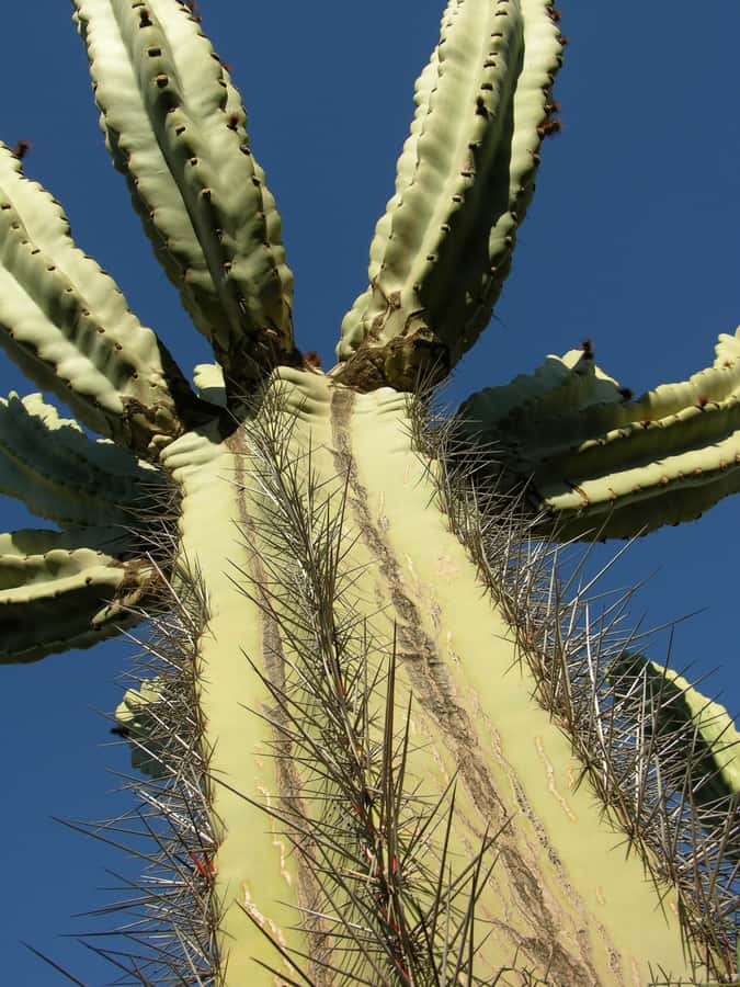 Marrakesh: Cactus Thiemann Entry Ticket - Who Will Get the Most from Cactus Thiemann