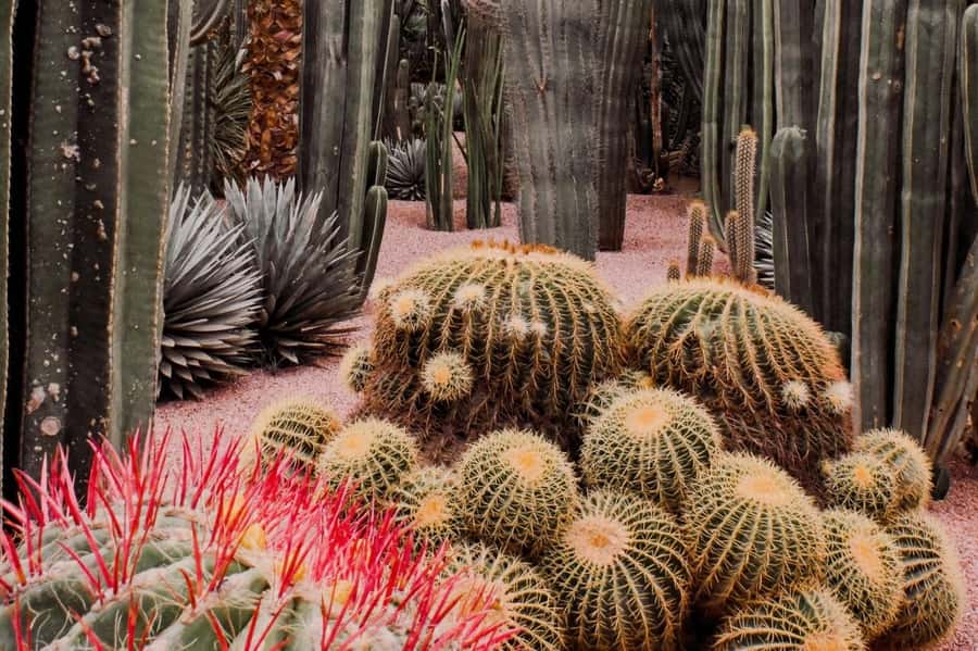 Marrakesh: Majorelle Garden Entry Tickets - The blue villa and the garden’s design