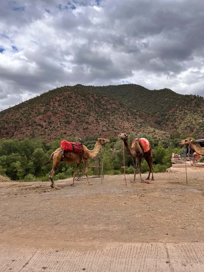 Marrakesh: Ourika Valley & Atlas Mountains Day Trip + Lunch - Key points at a glance