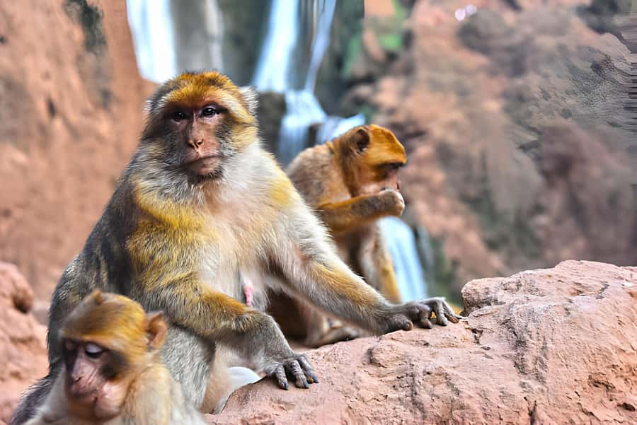 Marrakesh: Ouzoud Waterfalls Trip with Hike & Boat Option - The 2.5-hour road from Marrakech