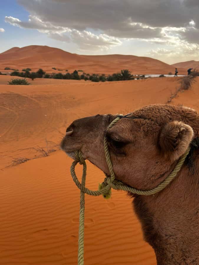 Merzouga Overnight Stay in a Berber Tent and Camel Ride - The camel ride across Erg Chebbi