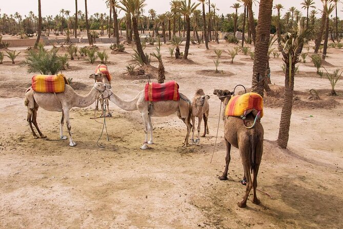 Morning Flight Over Marrakech with Hot Air Balloon Flight - Key points to know before booking