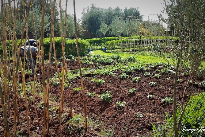 Organic Moroccan Cooking Class At Secret Berber Garden CT - Why this Marrakech cooking class feels different