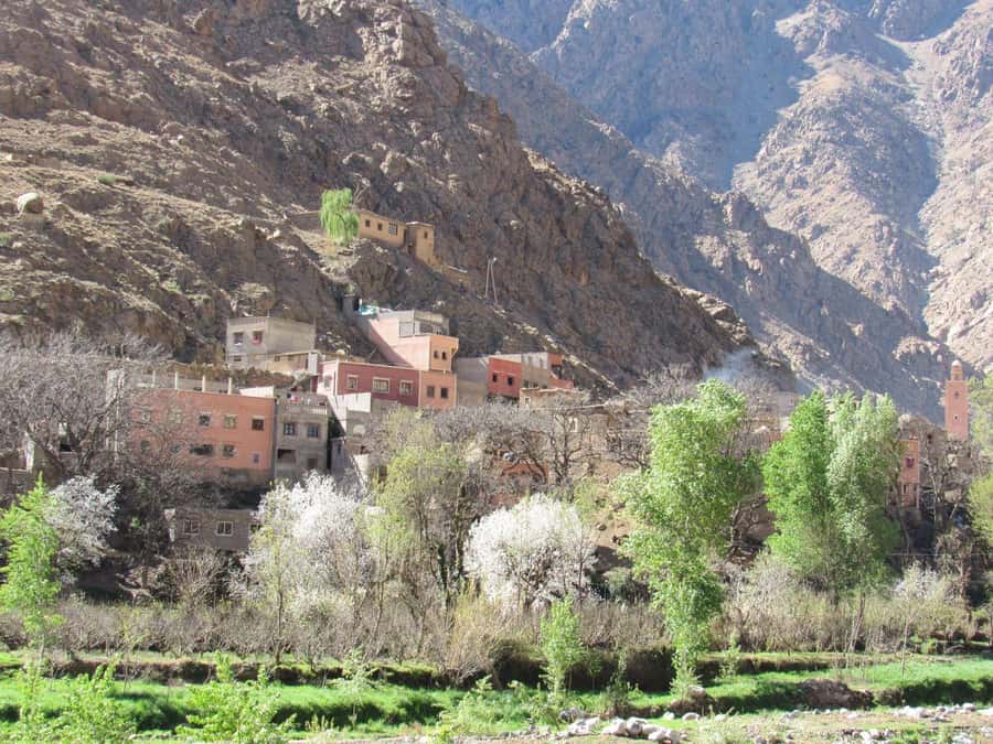 Ourika valley & atlas mountains guided tour from Marrakech - The Argan Oil Cooperative Stop
