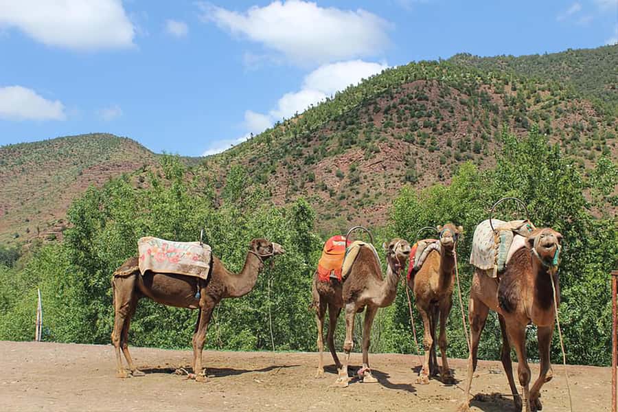 Ourika Valley, Atlas Mountains, Waterfalls & Guided Tour - Setti Fatma and the waterfall walk