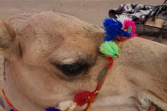 Overnight Camel trek in Merzouga dunes - A tagine dinner and music around the fire