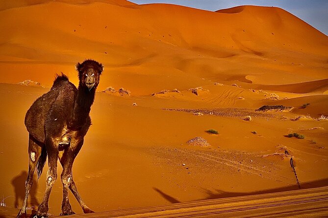 Overnight stay in desert camp & Camel trekking in the Sahara - Who Will Enjoy This Camel Tour Most