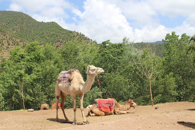 Premium Atlas Mountains & Berber Village Day Trip with Camel Ride - Lunch in a Berber home
