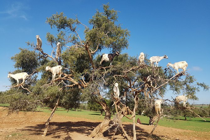 Private Day Trip from Marrakech to Essaouira City - Why Essaouira is a smart escape from Marrakech