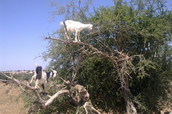 Private Day Trip from Marrakech to Essaouira City - A short stop at Afous Argan cooperative