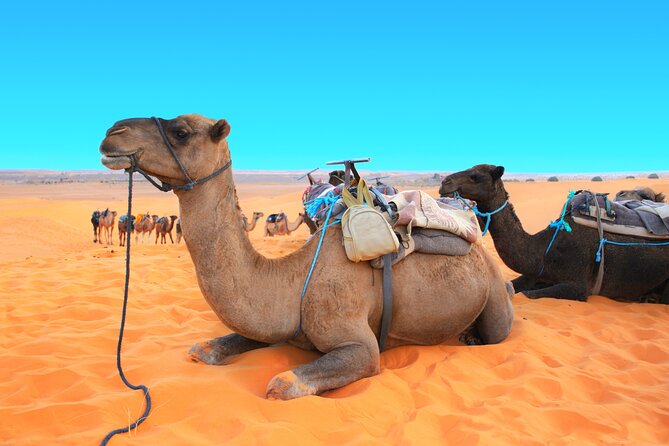 Private Driver for a full day in Marrakech - The no-show warning and how to protect your day