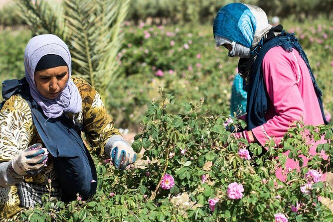 Private Excursion from Ouarzazate to Gorges Dades, Valley of Roses and Skoura - Guides, lunch, and the human side of the day