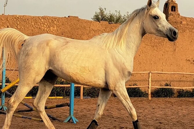 Private horseback ride in the Palmeraie of Marrakech - Leaving Marrakech for the Palmeraie