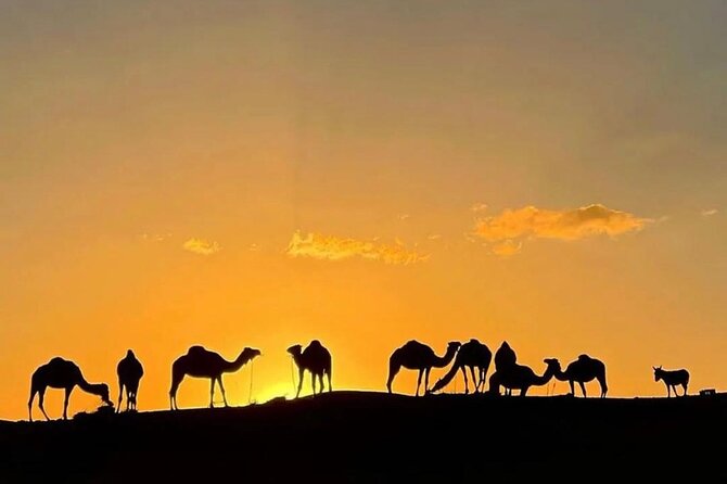 Quad Bike & Camel Ride & Dinner Show In Agafay Desert - Why this Agafay evening is good value at $30