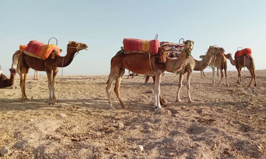 Quad bike & Camel ride in Agafay with dinner at Chouf L’or - Leaving Marrakesh for the rocky Agafay Desert