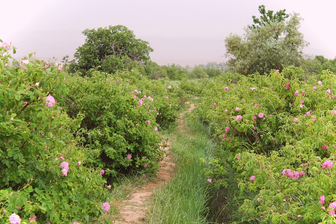 Sahara 3days/2nights mini-circuit - Crossing Tizi NTichka and the High Atlas