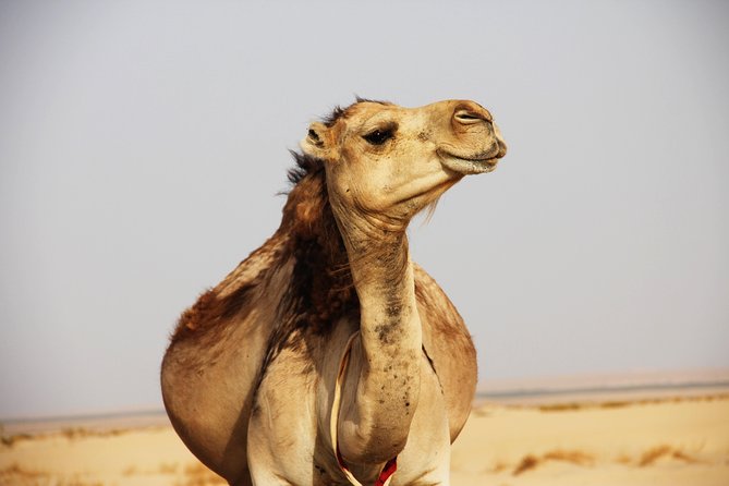 Sahara Desert Tour - 2 Days - Fez to Marrakech OR Return to Fez - What this $116.15 trip is really offering