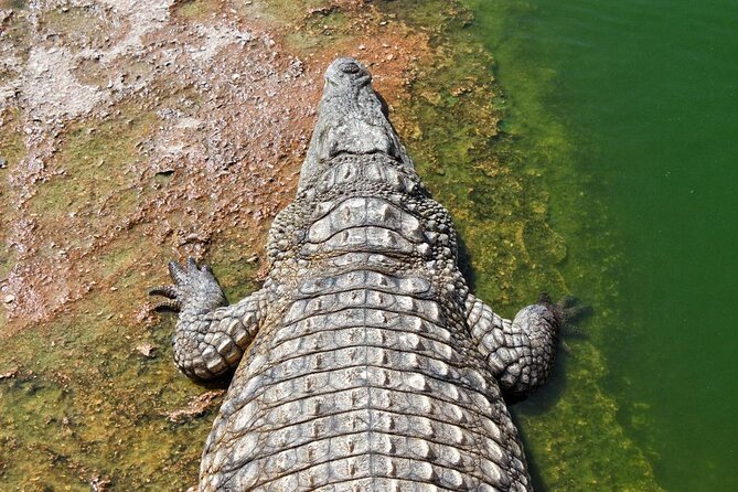 Skip the Line Ticket to Crocoparc with Optional Transfert - Key points before you go