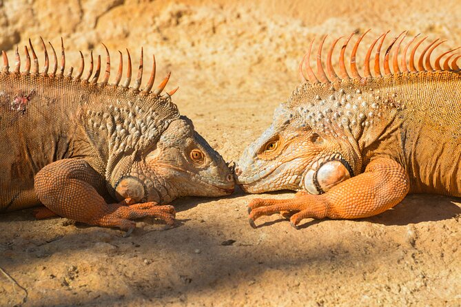 Skip the Line Ticket to Crocoparc with Optional Transfert - Why Crocoparc is more than a crocodile stop