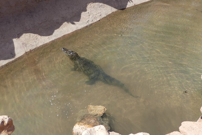 Skip the Line Ticket to Crocoparc with Optional Transfert - The Tropical Garden and Cactus Garden