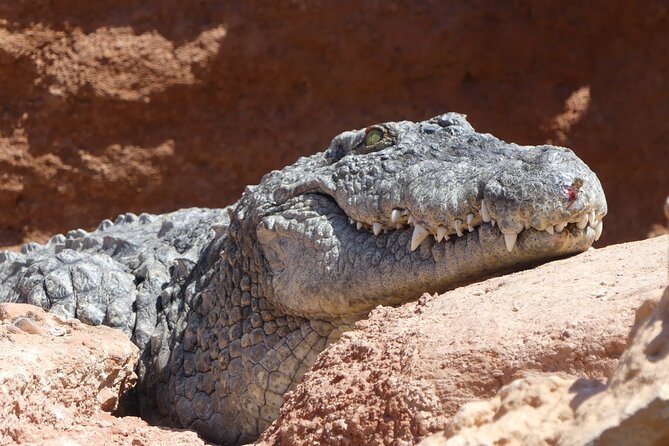 Skip the Line Ticket to Crocoparc with Optional Transfert - Watching the crocodiles up close