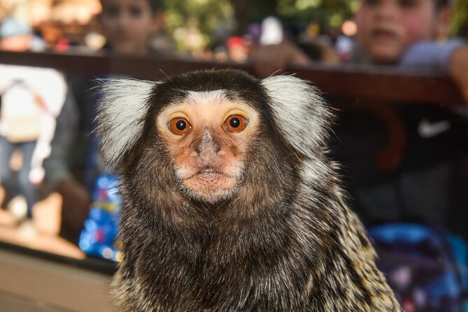 Skip the Line Ticket to Crocoparc with Optional Transfert - Family features that make a short visit work