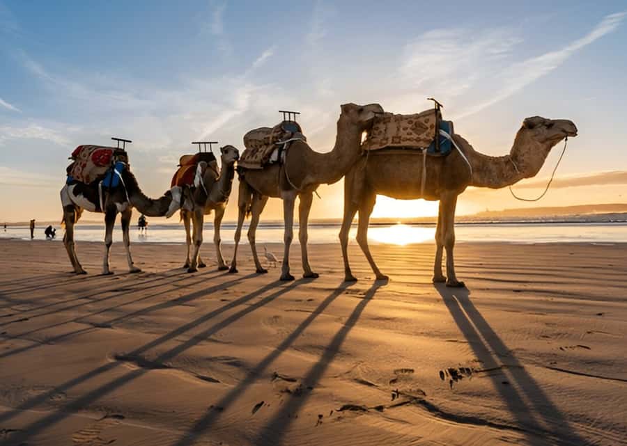 Small-Group Day Trip from Marrakech to Essaouira Mogador - The port, ramparts, and beach