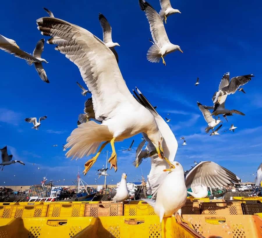 Small-Group Day Trip from Marrakech to Essaouira Mogador - The return through Chichaoua