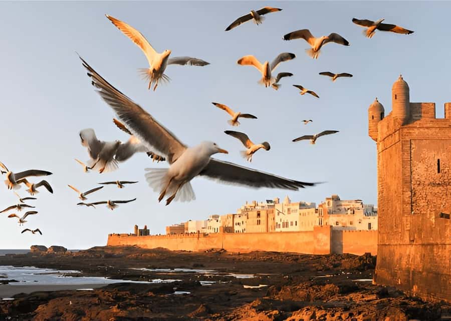 Small-Group Day Trip from Marrakech to Essaouira Mogador - The early Marrakech pickup and first road stretch