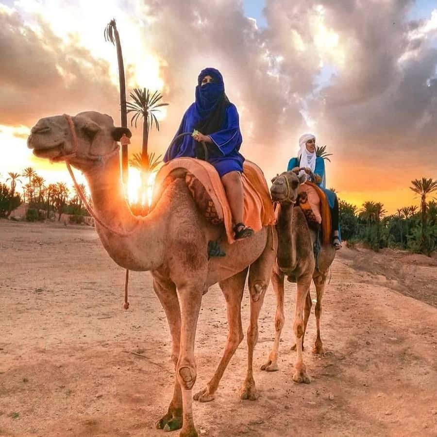 Sun set camel ride in palmerai of Marrakesh - The one-hour camel ride