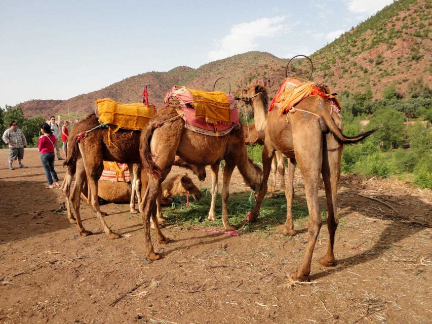 Sun set camel ride in palmerai of Marrakesh - Sunset over the palms and Atlas Mountains