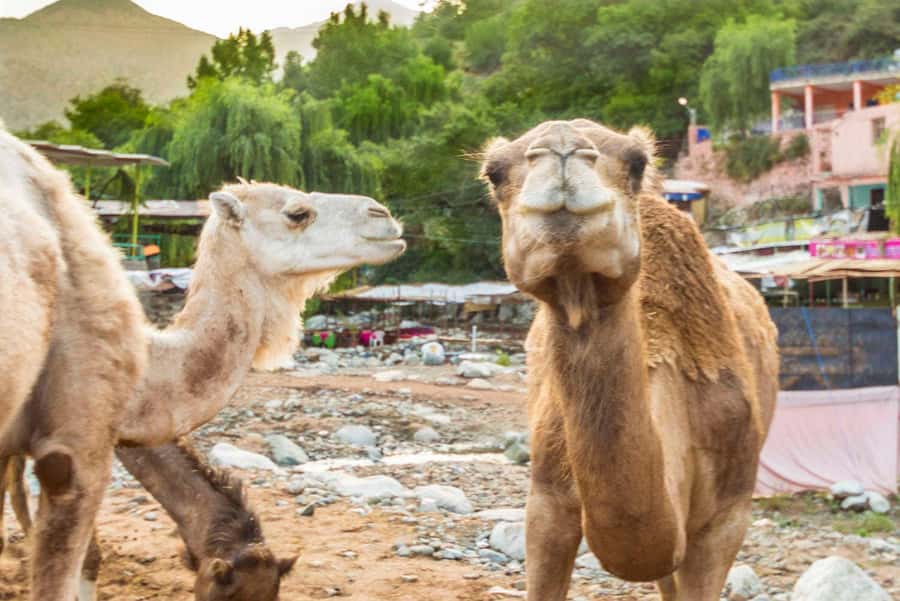 Sun set camel ride in palmerai of Marrakesh - Guides, language, and the human side