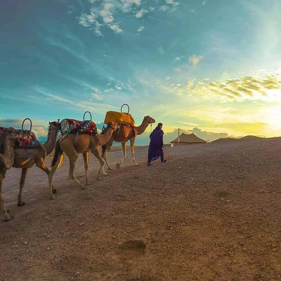 Sun set camel ride in palmerai of Marrakesh - Is $22 a fair price?