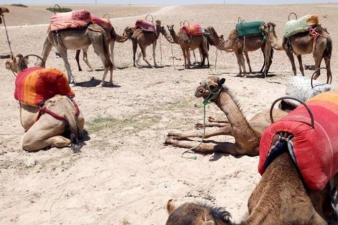 Sunset camel ride Agafay desert Marrakech - Key points to know before you book