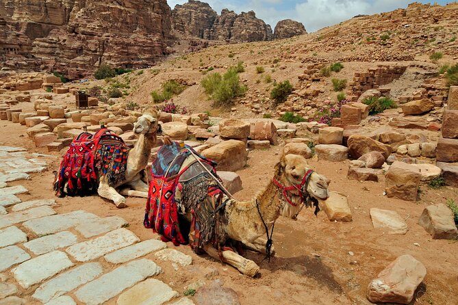 Sunset Camel Ride in Agadir or Taghazout With Transfers - Who will enjoy this ride most?