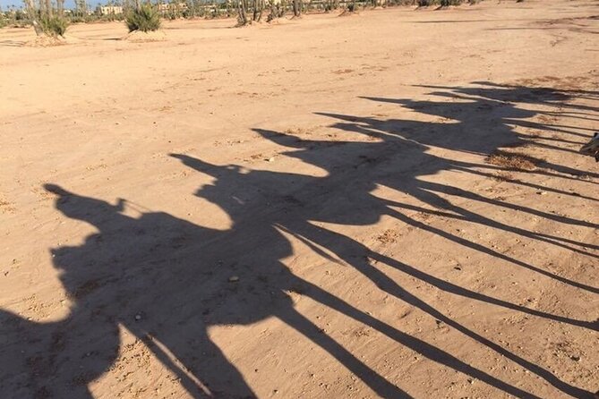 Sunset Camel Ride in Agadir or Taghazout With Transfers - Riding through eucalyptus trees toward the Souss River