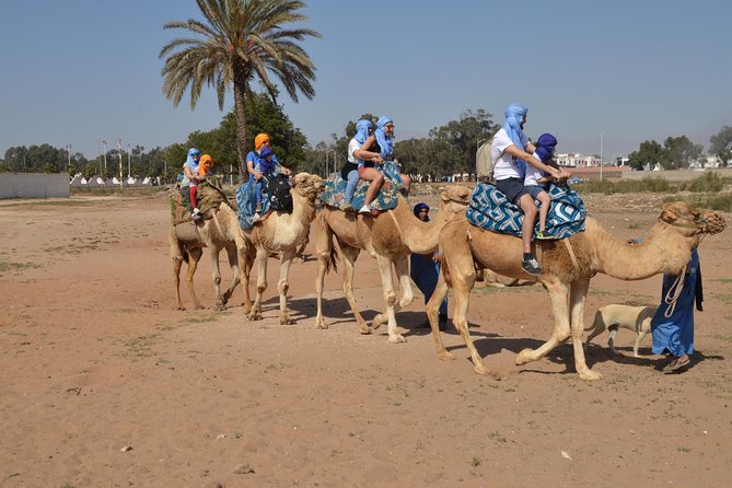 Sunset camel ride in Agadir with transport, tea and cakes. - The key facts before you book