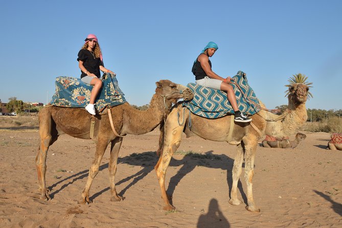 Sunset camel ride in Agadir with transport, tea and cakes. - Settling into the camel saddle