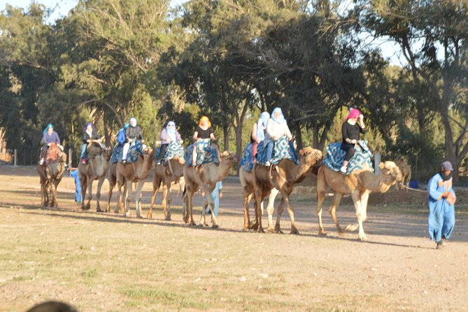 Sunset camel ride in Agadir with transport, tea and cakes. - Aghroud Bensergao and the eucalyptus route