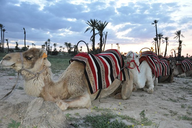 Sunset Camel Ride in the Palm Grove of Marrakech - Guides make the difference