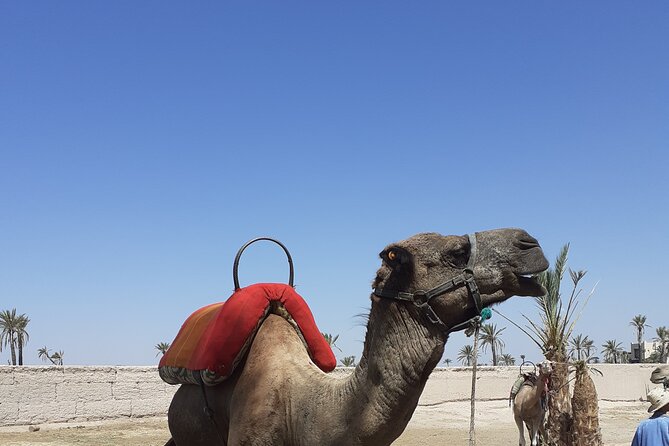 Sunset Camel Ride Marrakech with Transfers - Pickup from your riad or hotel
