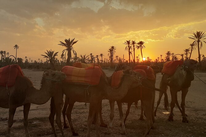 Sunset Camel Ride Marrakech with Transfers - Sunset views and useful photo timing
